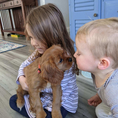 Puppy 17