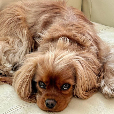 Puppy 25